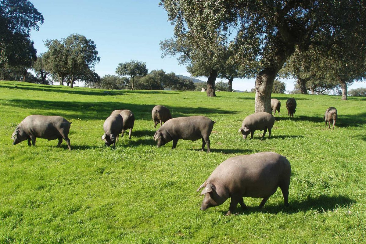 Cerdos ibéricos en la dehesa