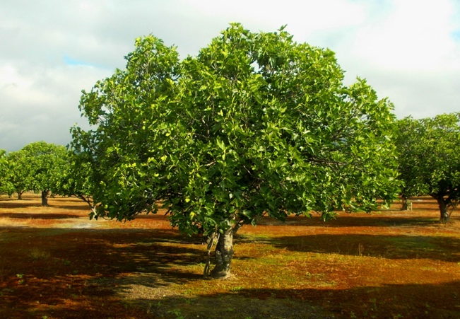 Higuera