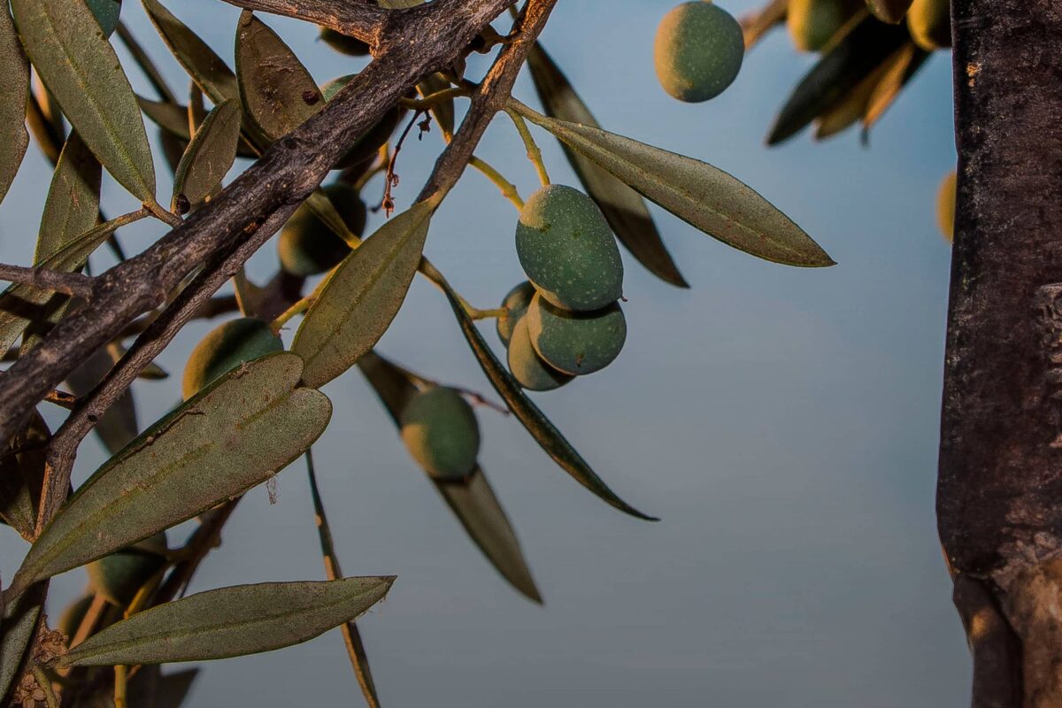 Vieiru: Un aceite de oliva virgen extra extremeño