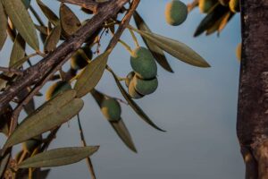 Vieiru: Un aceite de oliva virgen extra extremeño